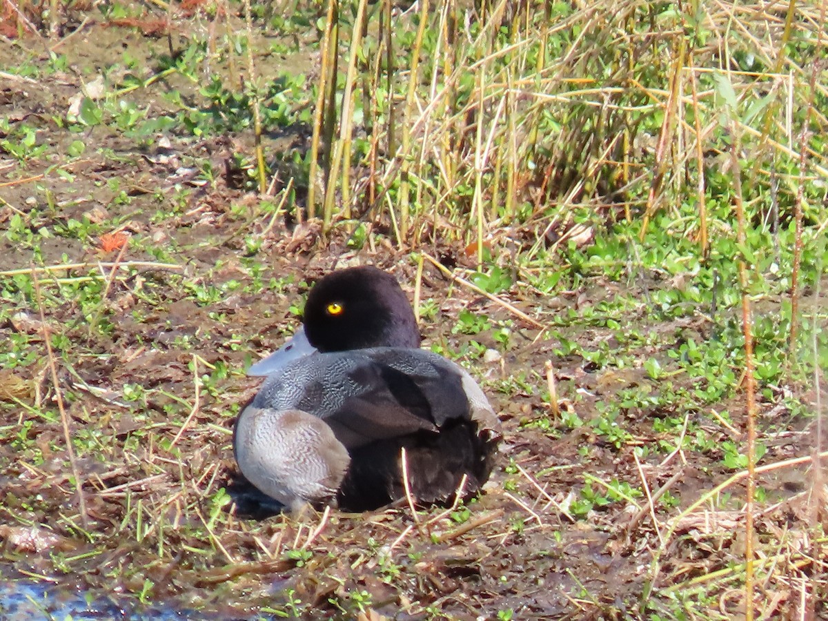 purpurhodeand - ML647513472