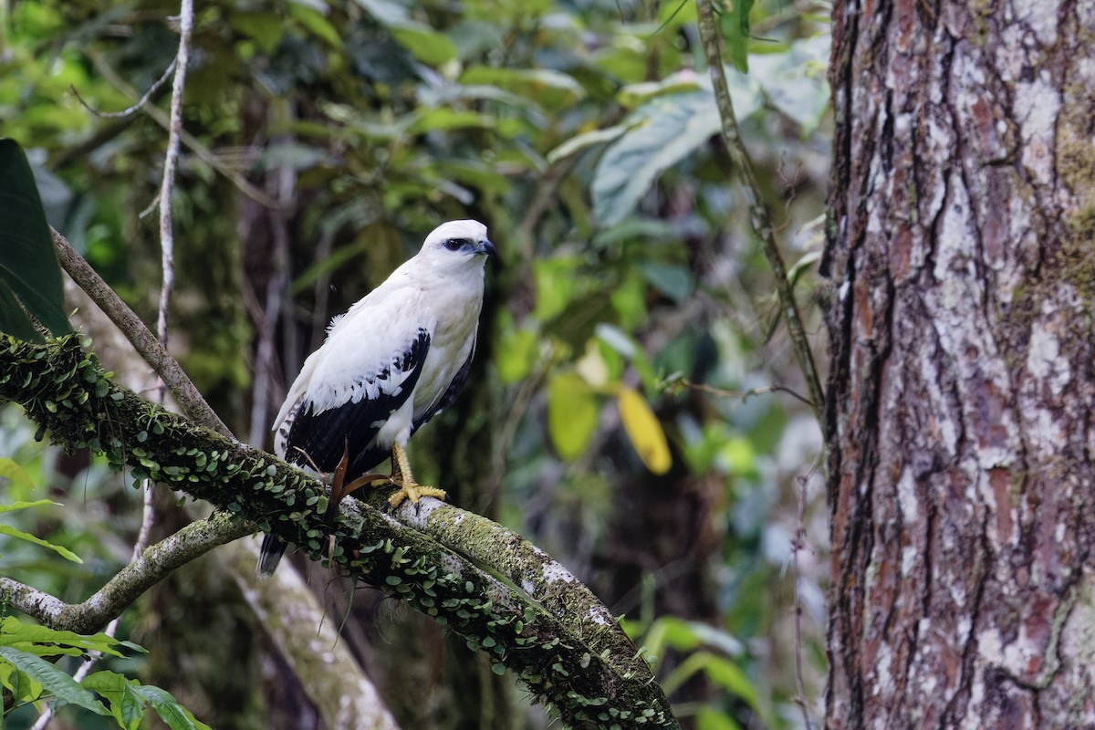 White Hawk - ML647513475