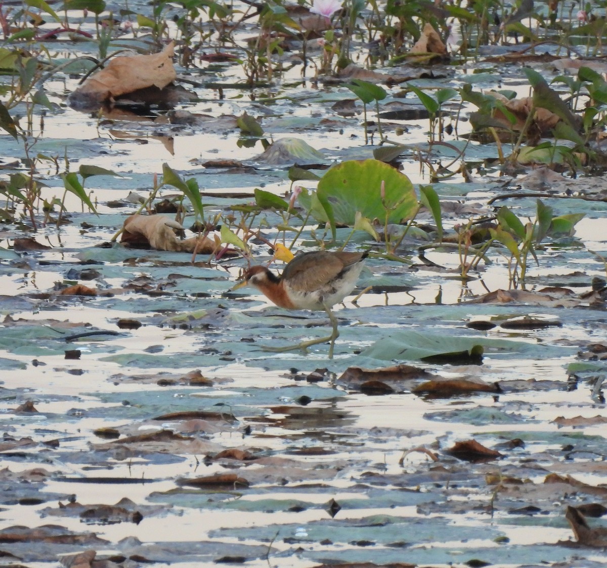 Jacana à longue queue - ML647513487