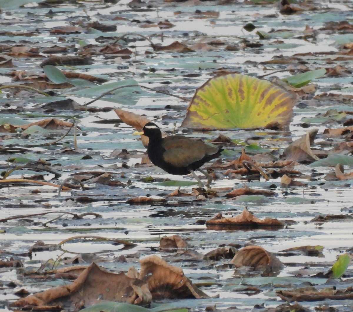 Bronze-winged Jacana - ML647513488