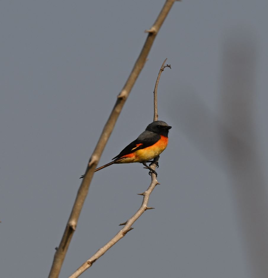 Small Minivet - ML647513490