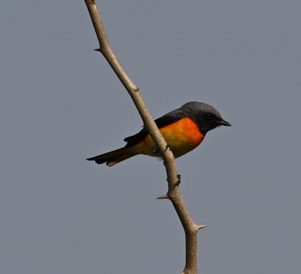 Small Minivet - ML647513491