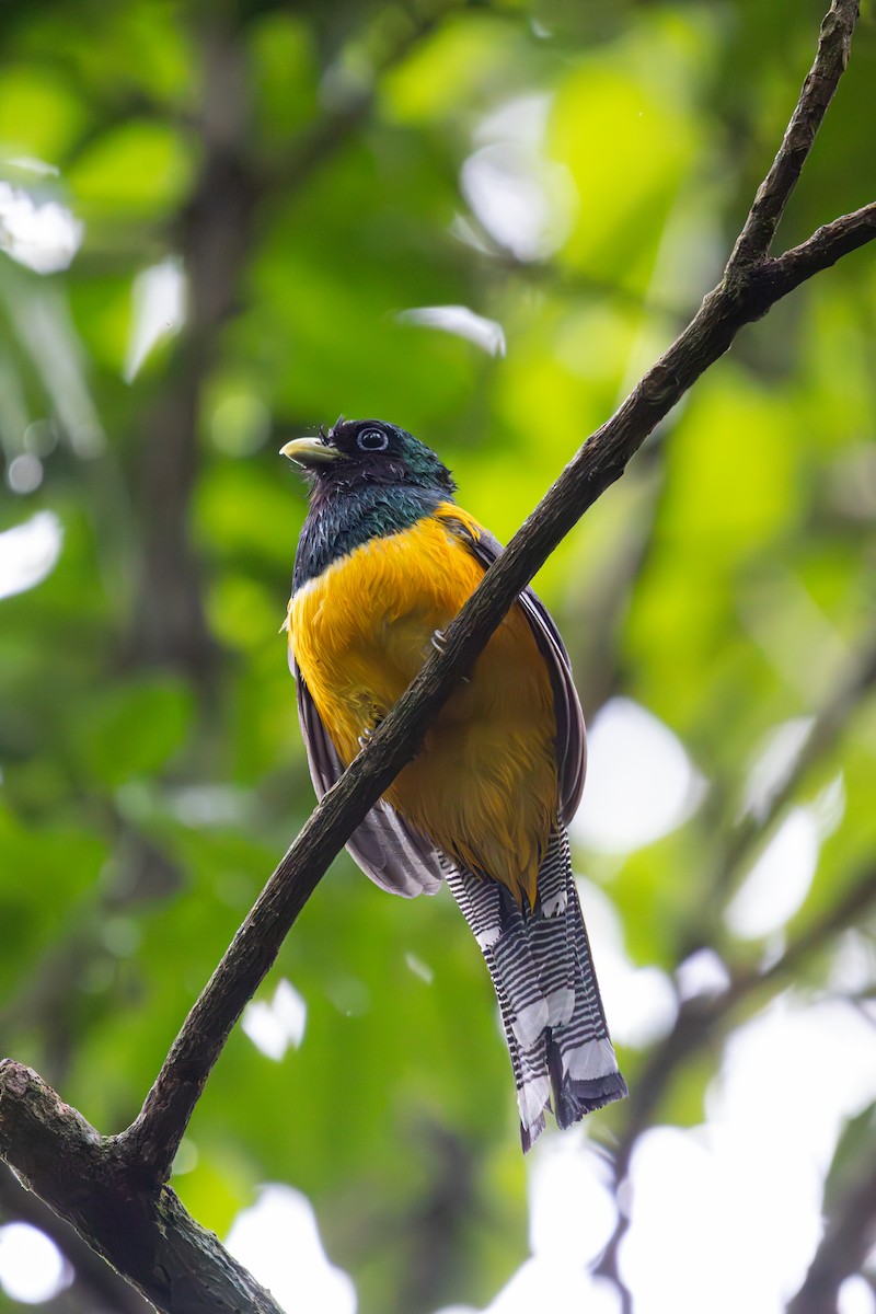 Atlantic Black-throated Trogon - ML647513495