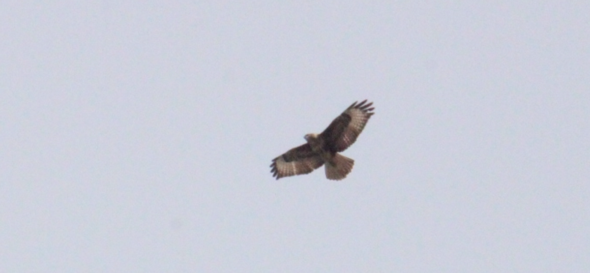 Common Buzzard (Western) - ML647513496