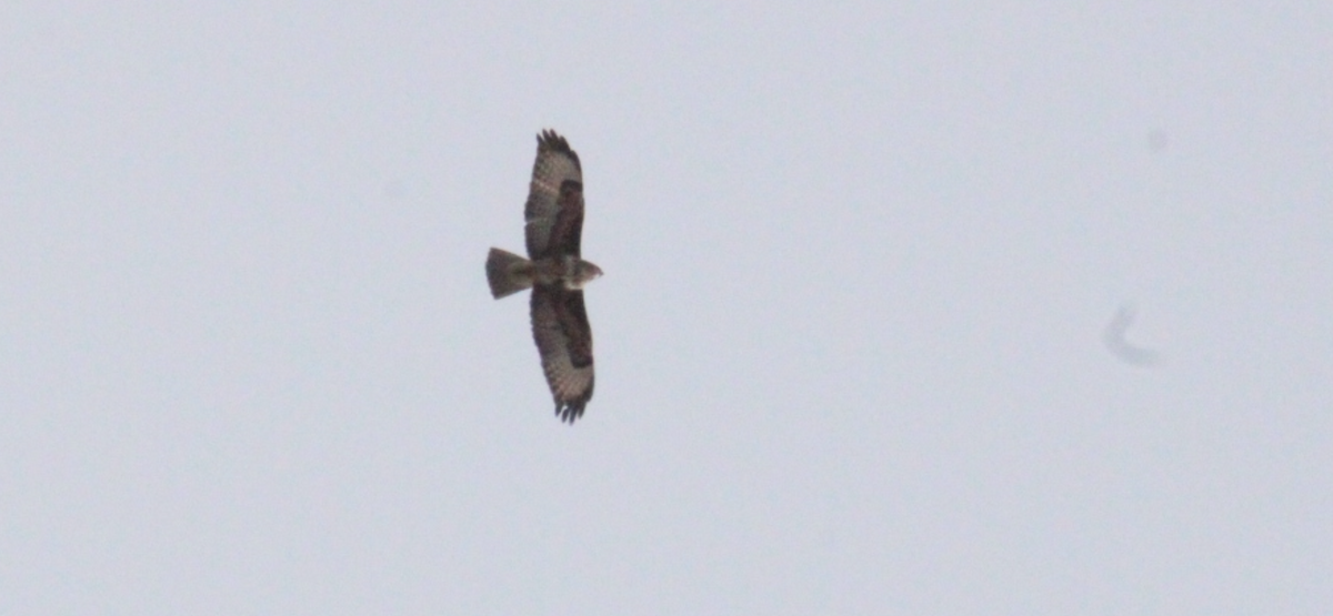 Common Buzzard (Western) - ML647513497