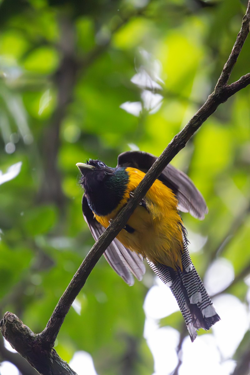 Atlantic Black-throated Trogon - ML647513515