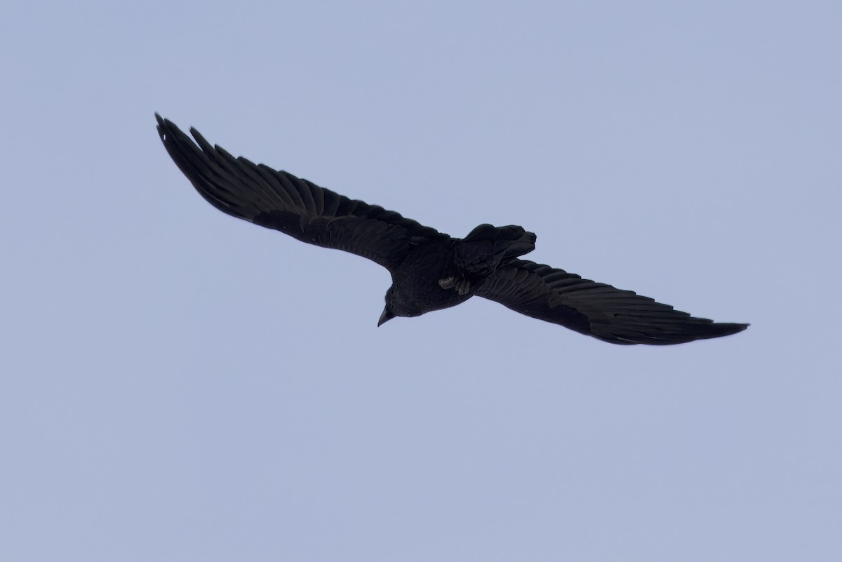 Common Raven - ML647513528
