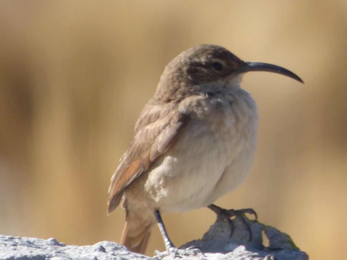 langnebbmarkløper - ML647513532