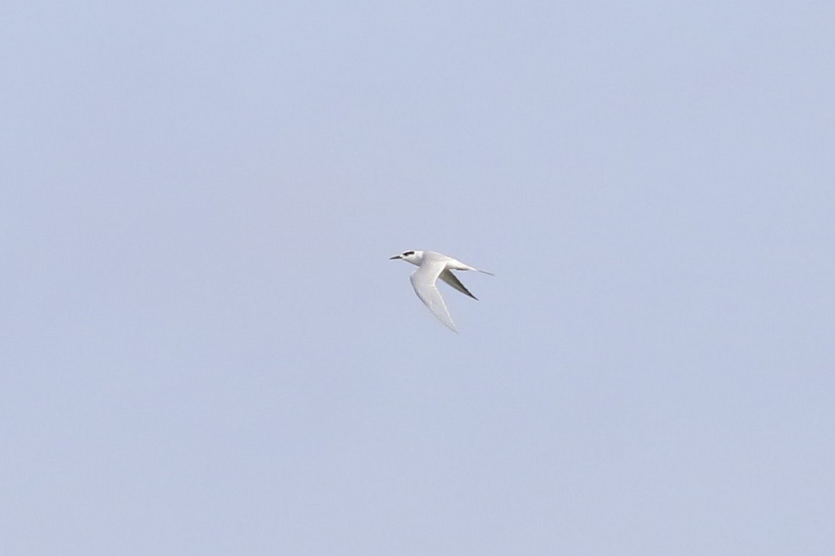 Forster's Tern - ML647513537