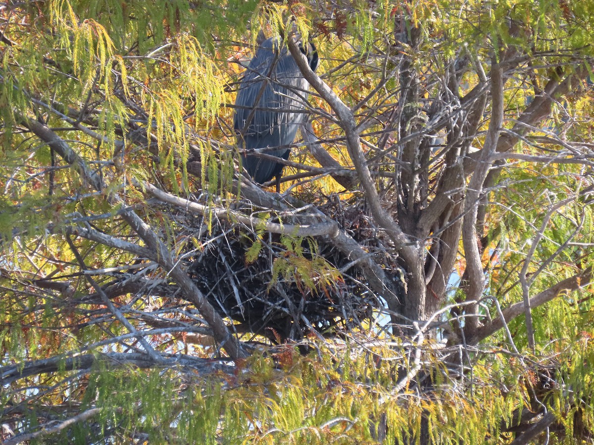 Great Blue Heron - ML647513551