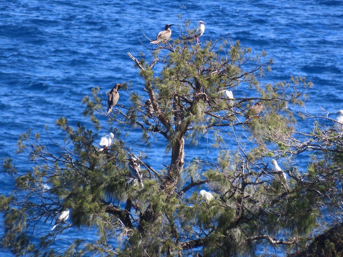 Red-footed Booby - ML647513556