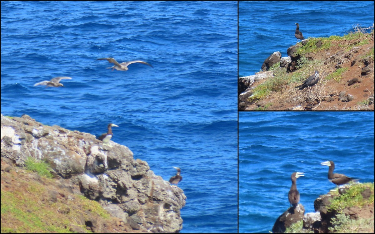 Brown Booby - ML647513559