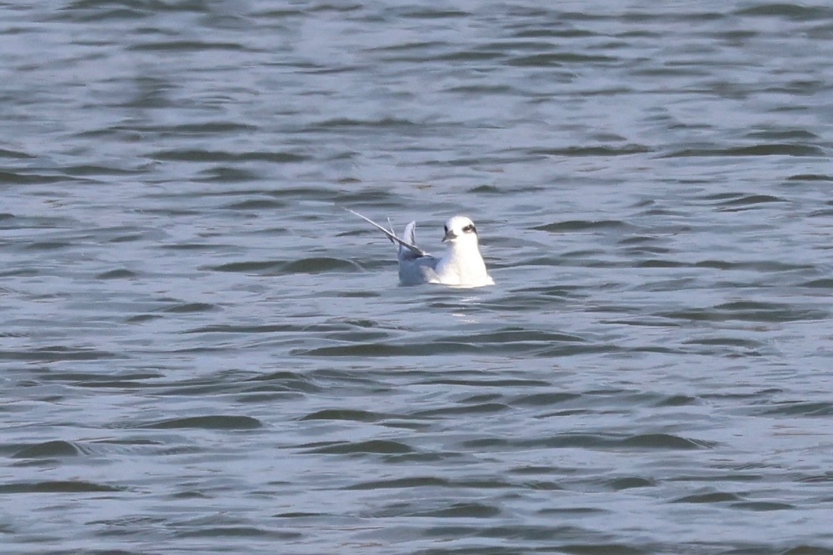 Forster's Tern - ML647513572