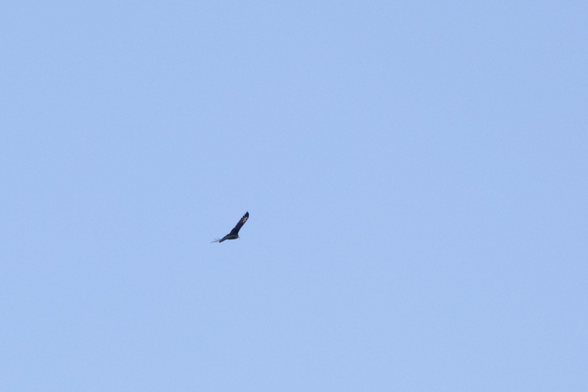 Turkey Vulture - ML647513588