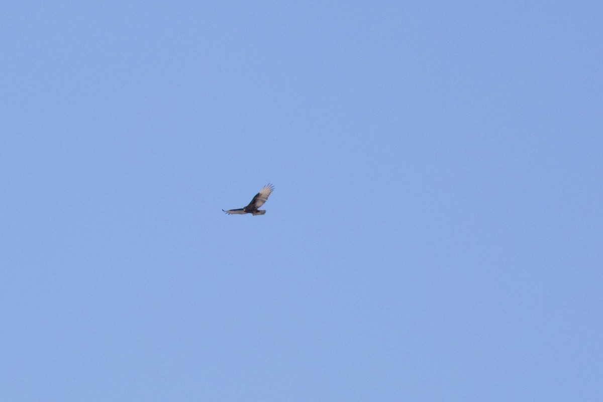 Turkey Vulture - ML647513589