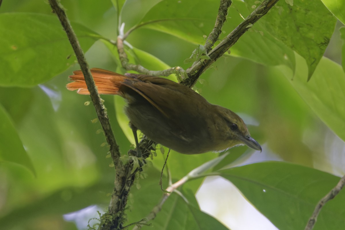 Russet Antshrike - ML647513603