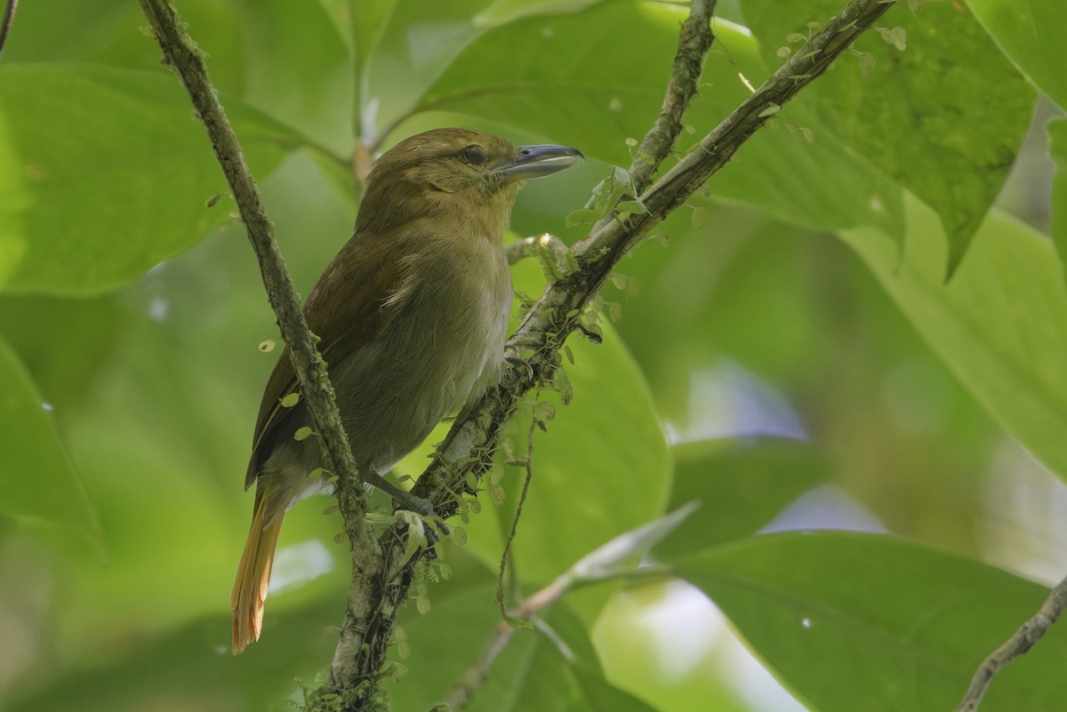 Russet Antshrike - ML647513604
