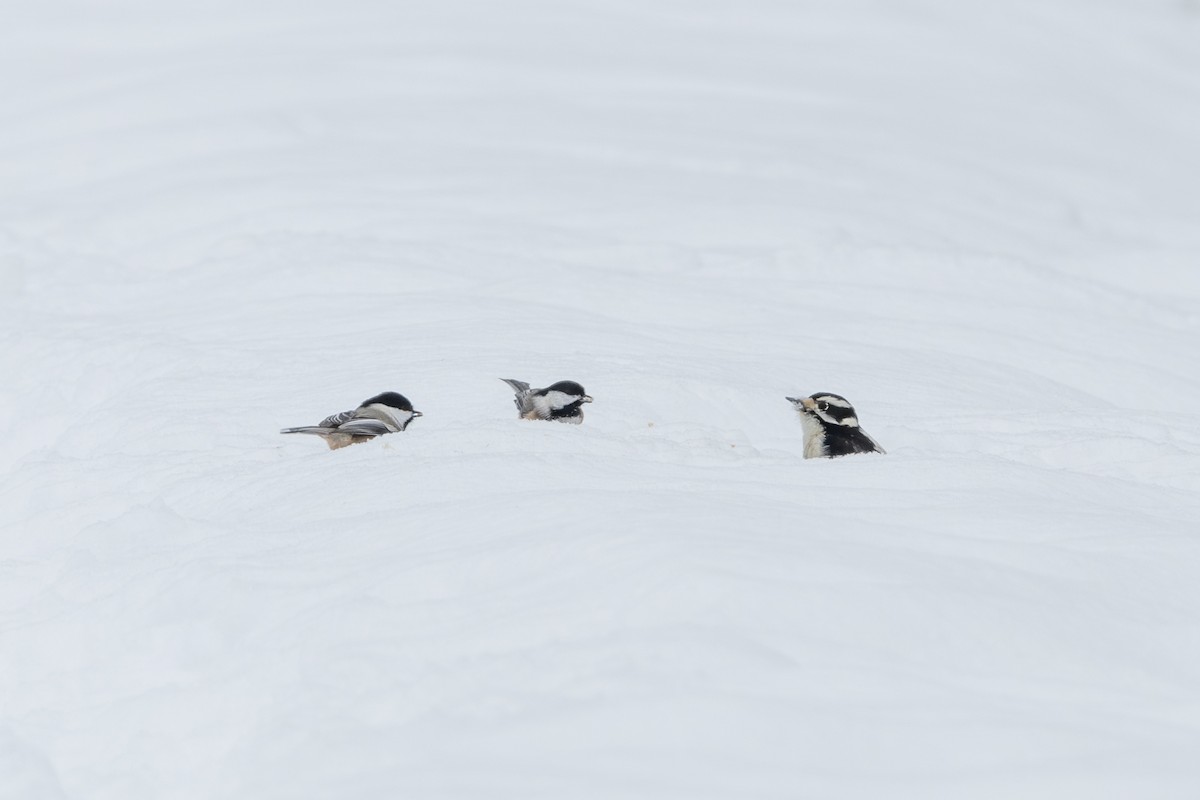 Black-capped Chickadee - ML647513613