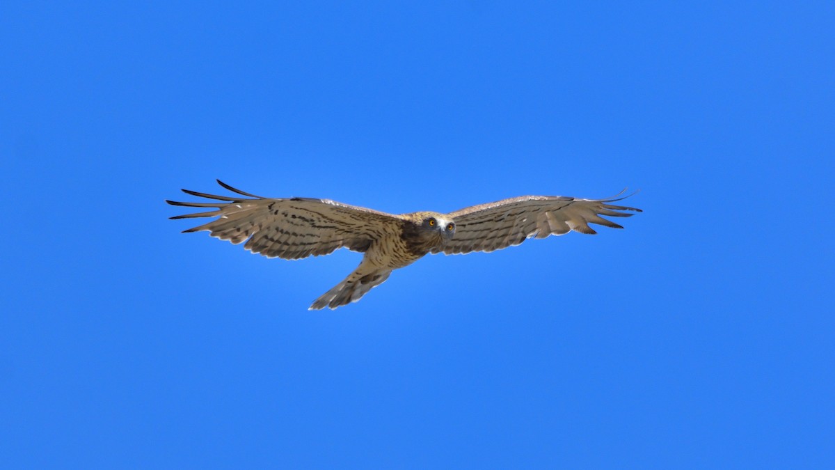 Short-toed Snake-Eagle - ML647513631