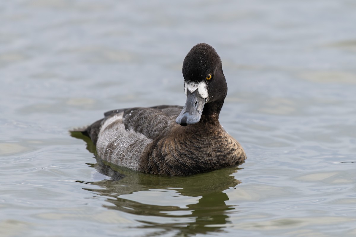 コスズガモ - ML647513681