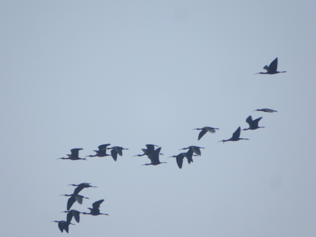 アカアシトキ - ML647513694