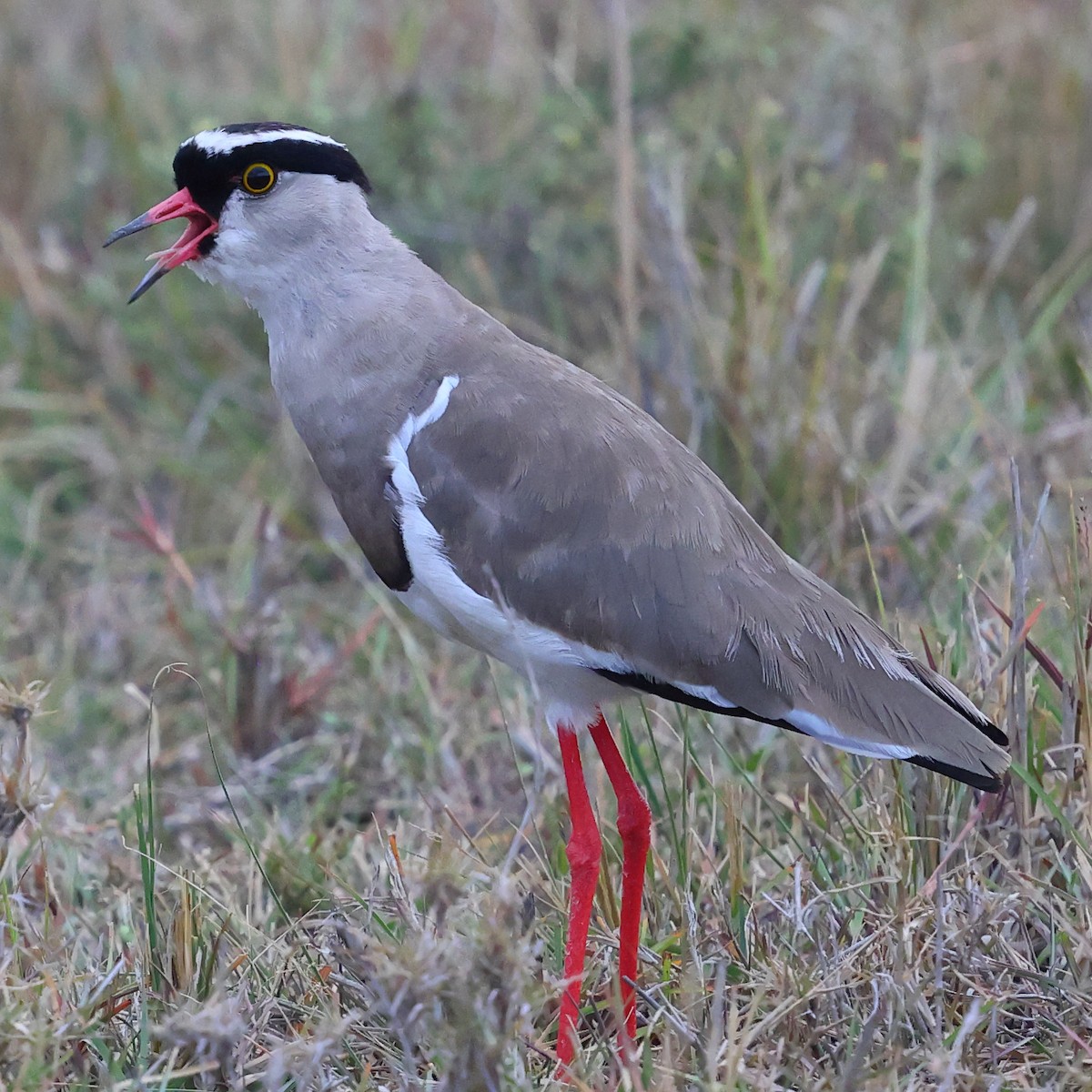 Taçlı Kızkuşu - ML647513701
