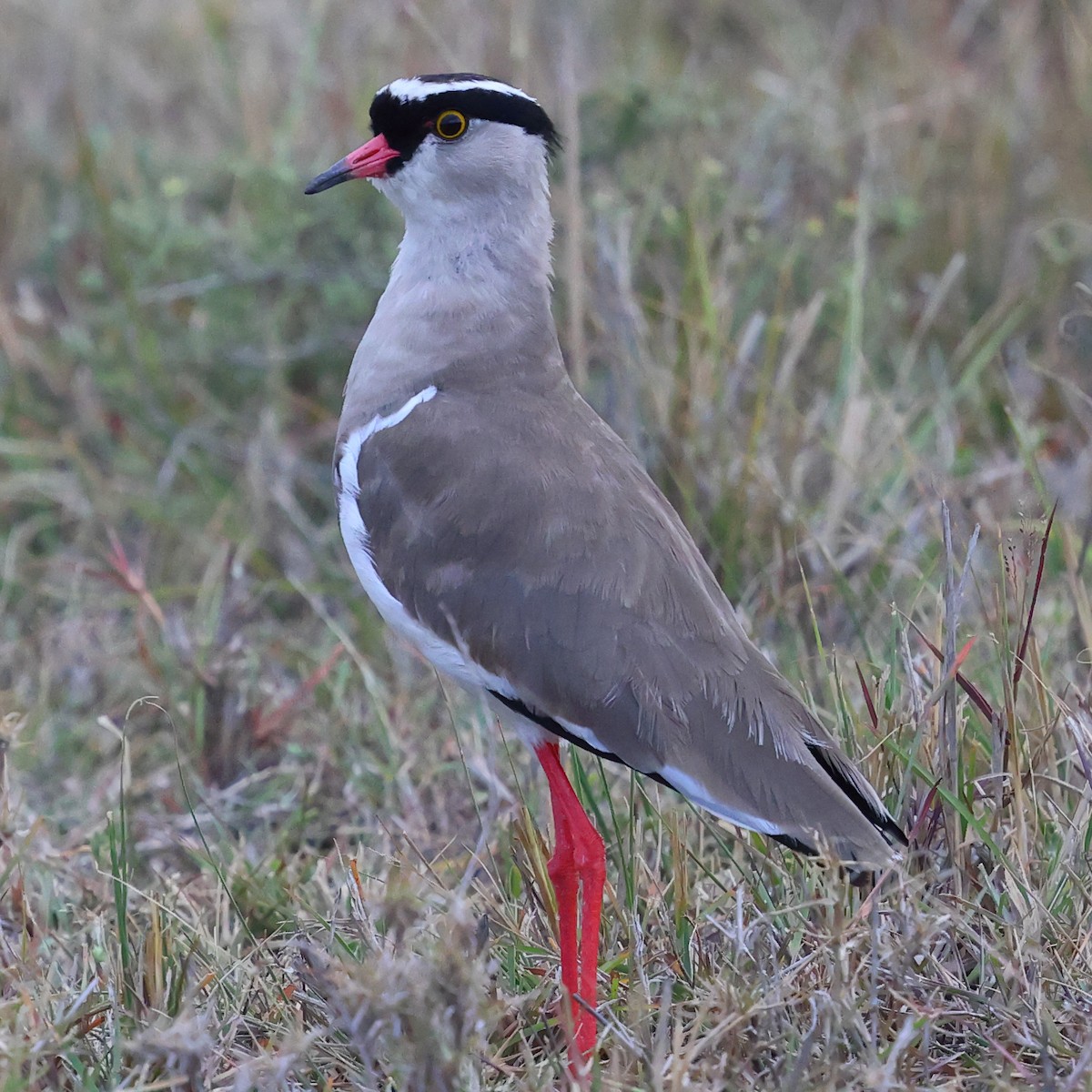 オウカンゲリ - ML647513702