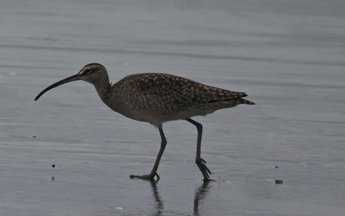 アメリカチュウシャクシギ - ML647513703