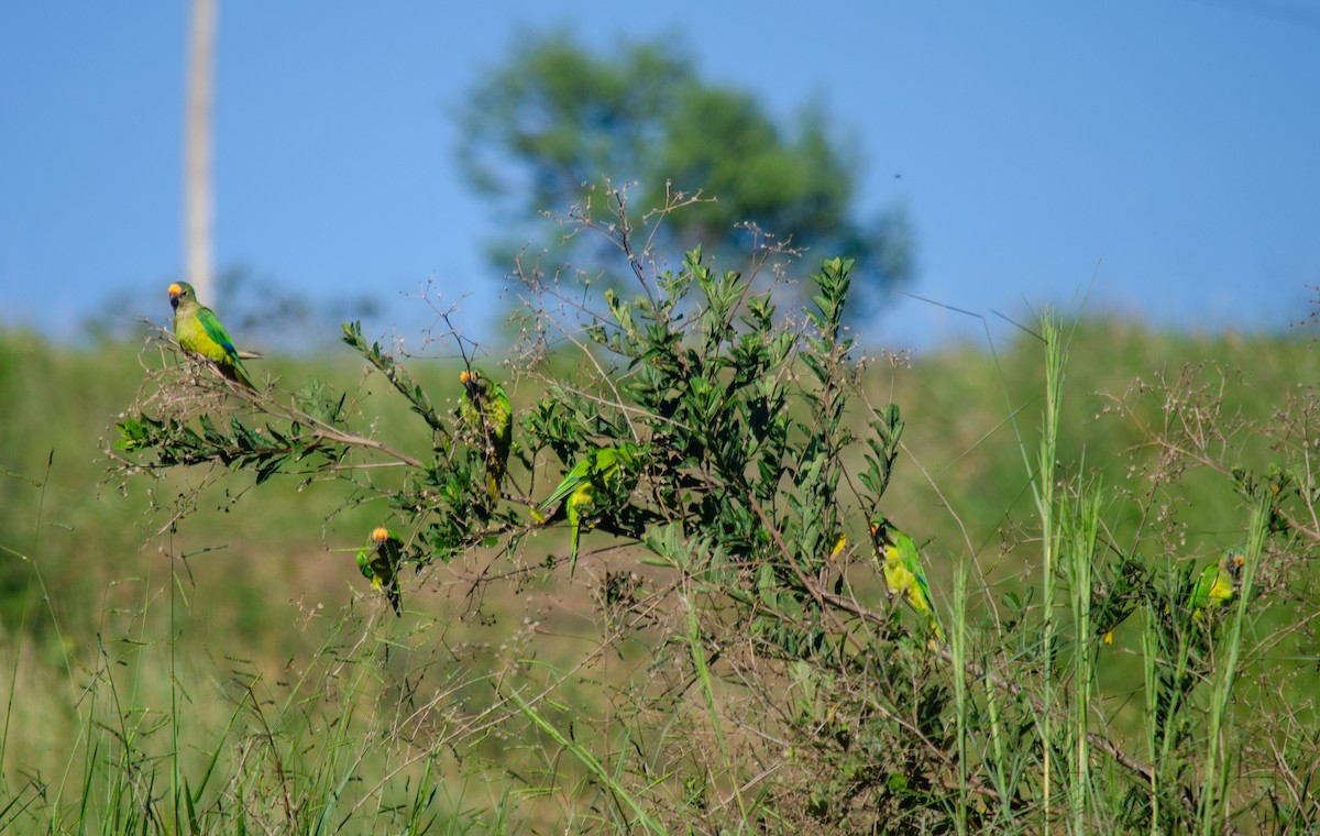 テツバシメキシコインコ - ML647513704