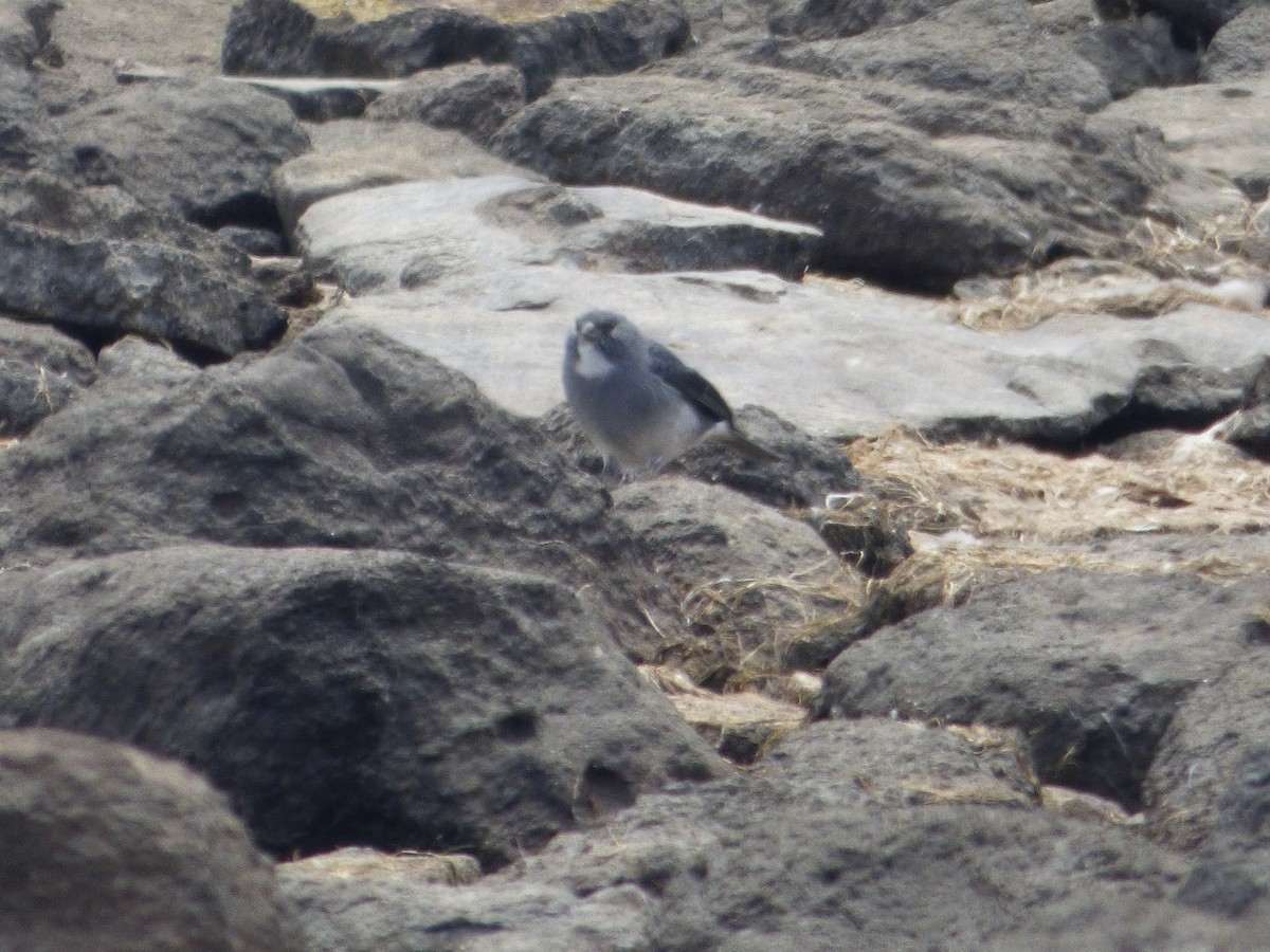 ノドジロヤマシトド - ML647513705