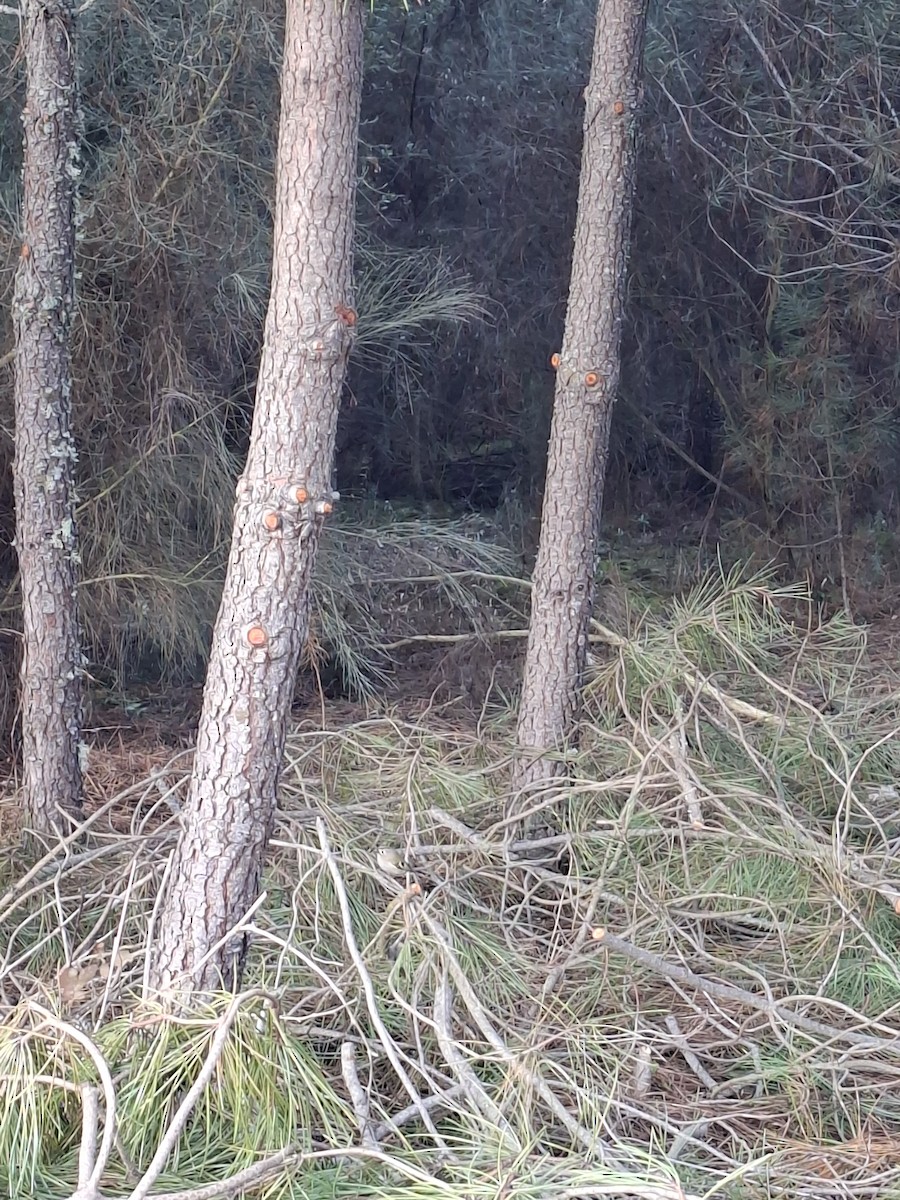 キクイタダキ - ML647513706