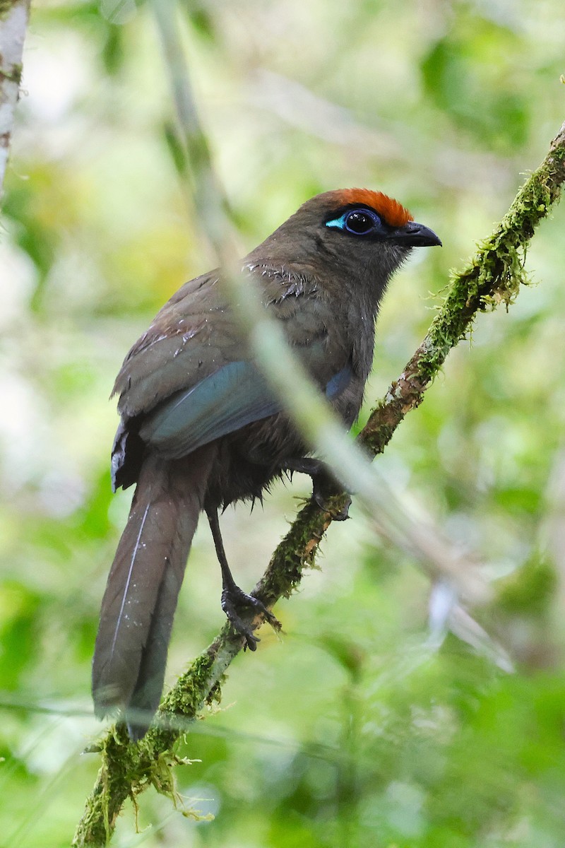 アカビタイジカッコウ - ML647513707