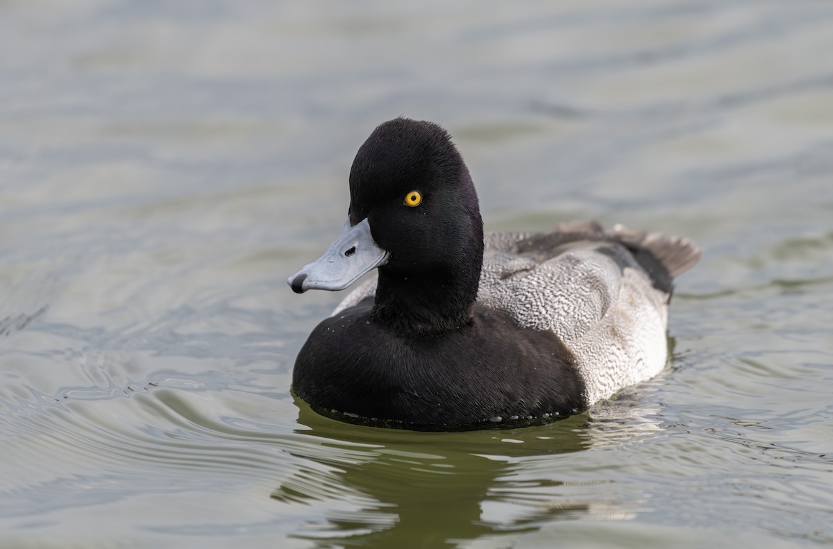 コスズガモ - ML647513710