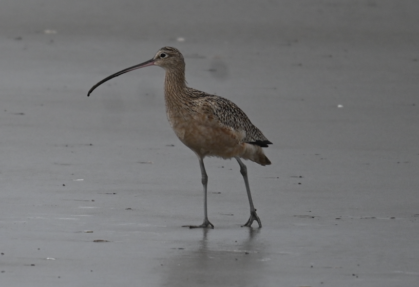 アメリカダイシャクシギ - ML647513711