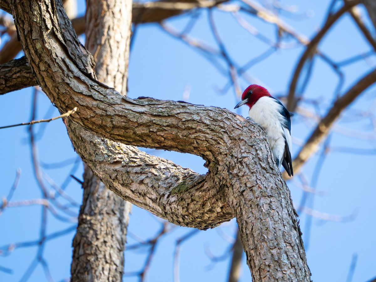 ズアカキツツキ - ML647513714