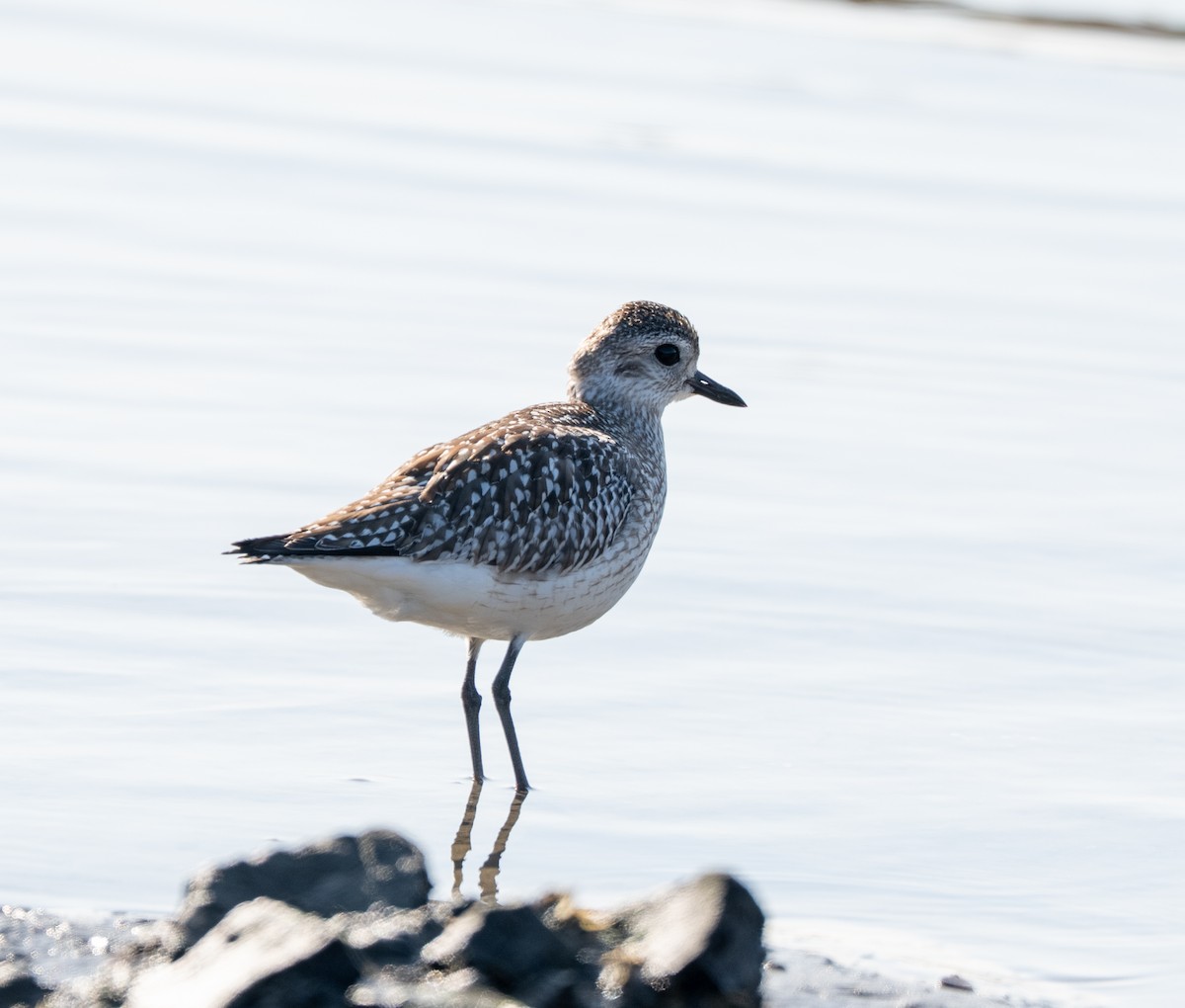 ダイゼン - ML647513715