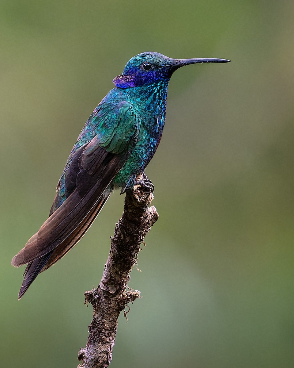 アオミミハチドリ - ML647513716