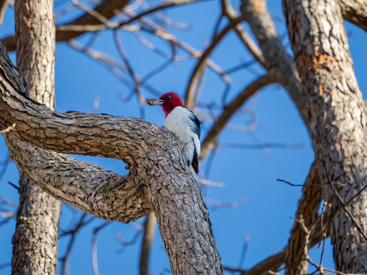ズアカキツツキ - ML647513717