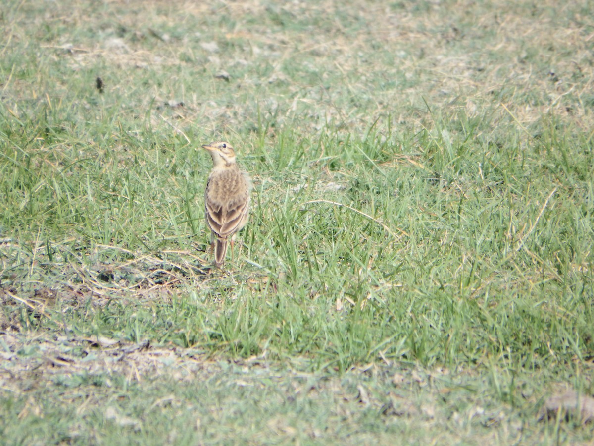 ヒメマミジロタヒバリ - ML647513719