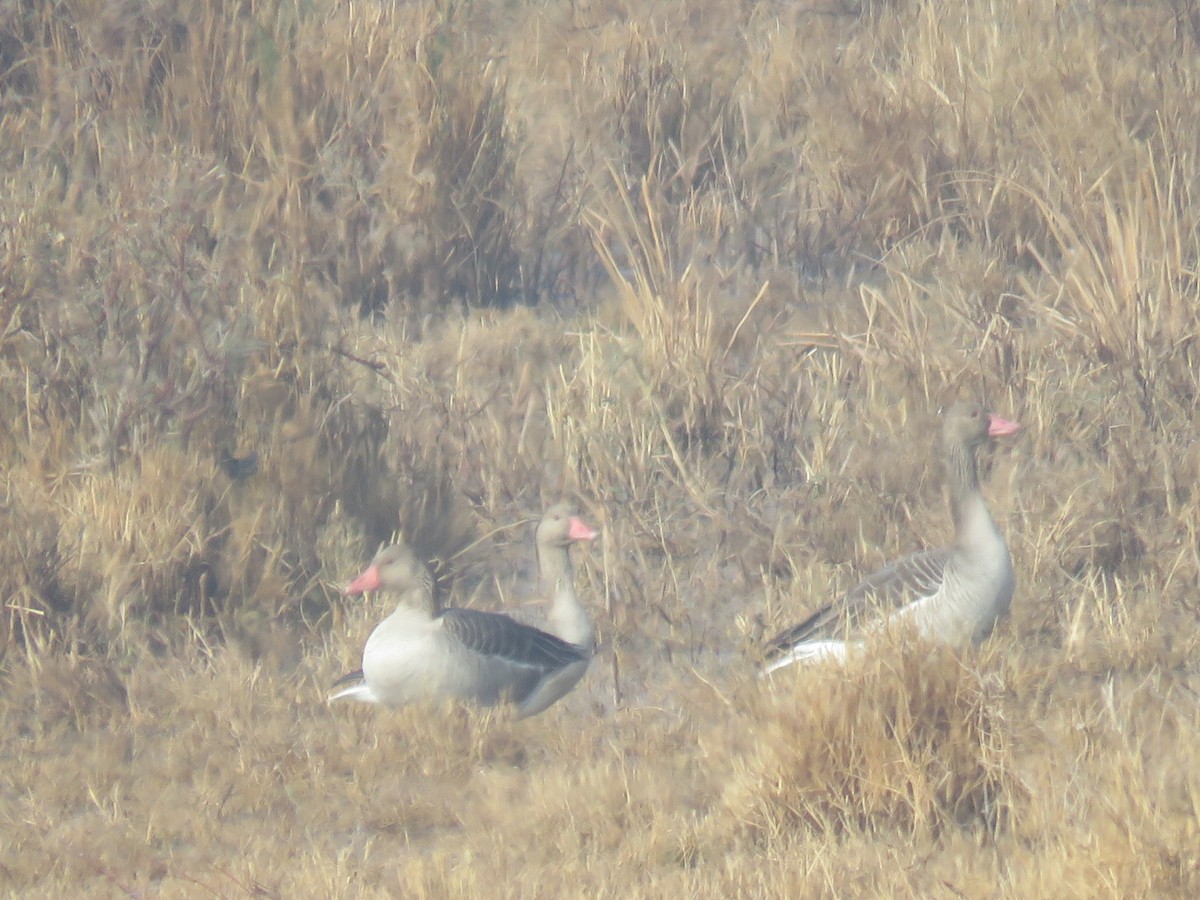 ハイイロガン - ML647513720