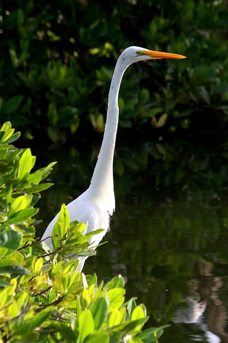 ダイサギ - ML647513721