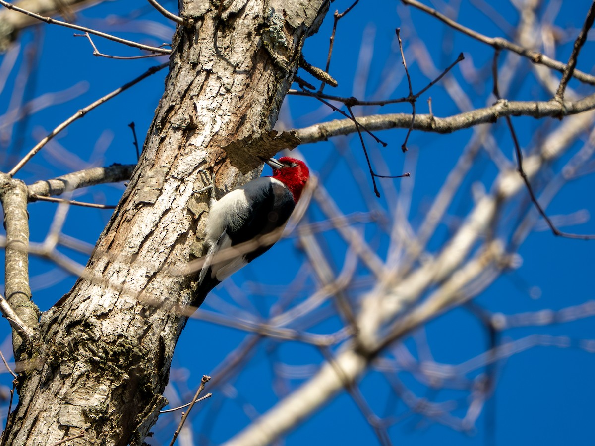 ズアカキツツキ - ML647513722