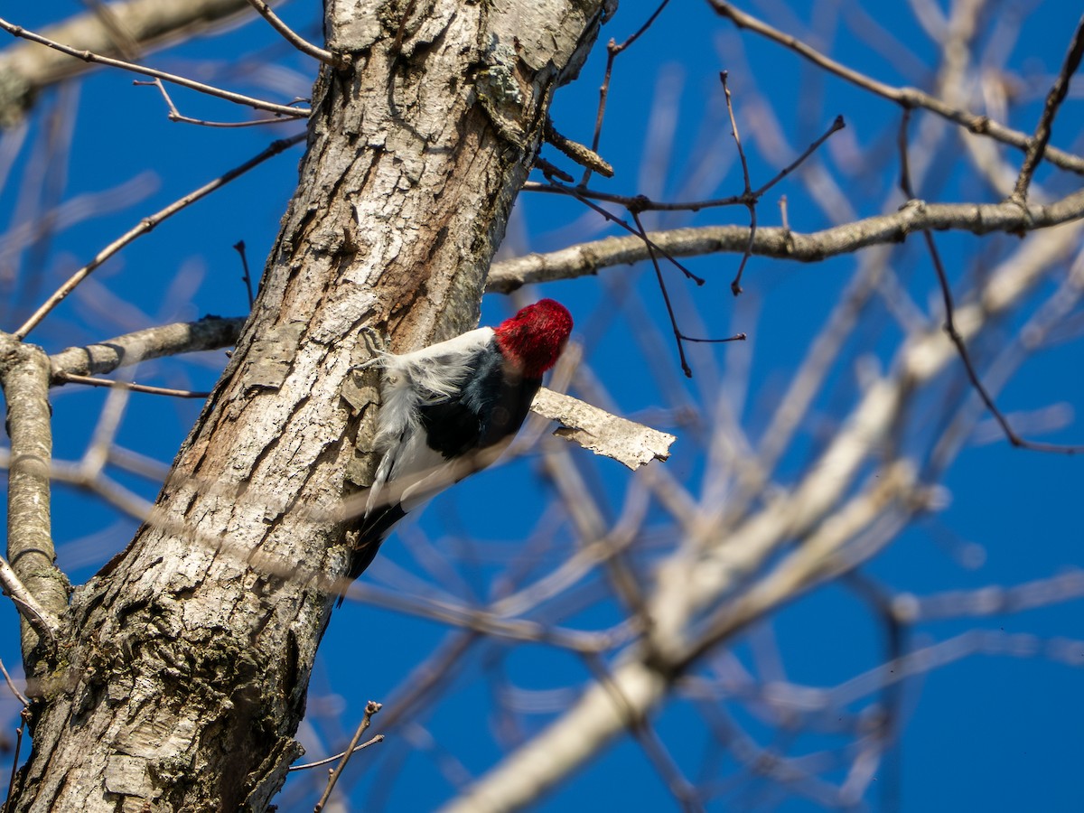 ズアカキツツキ - ML647513723