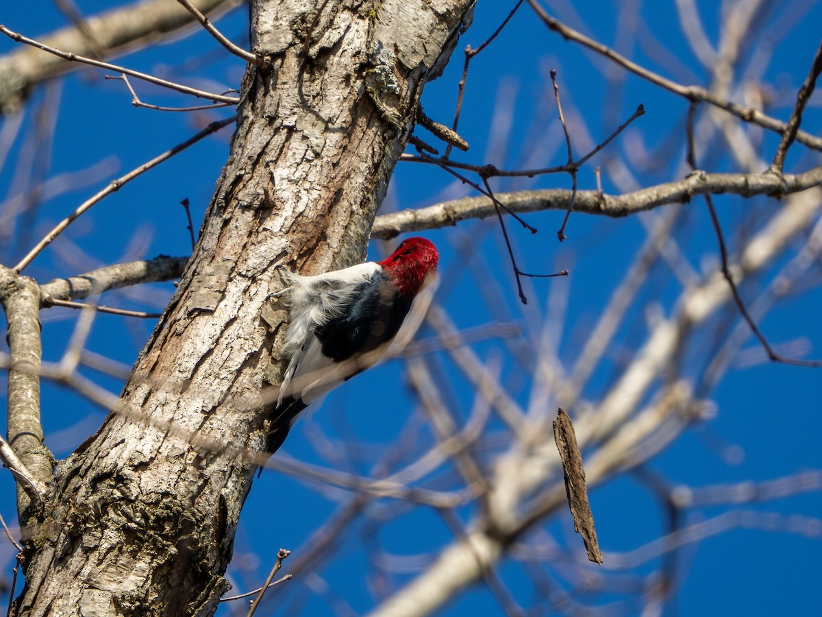 ズアカキツツキ - ML647513724