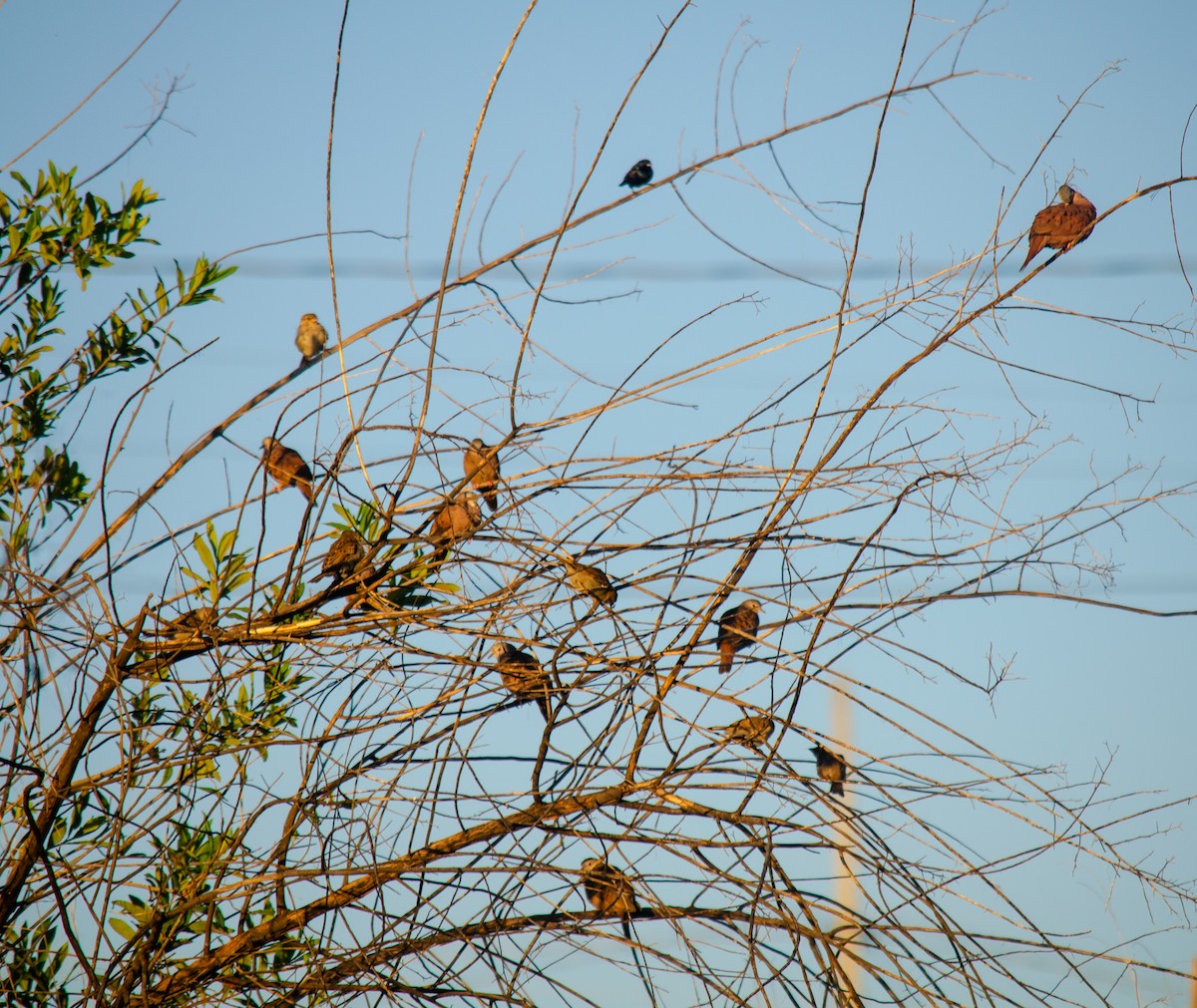 ケアシスズメバト - ML647513726