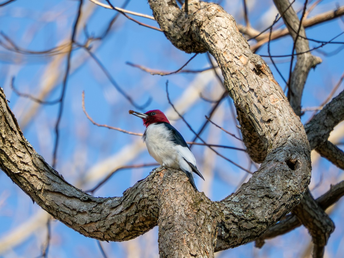 ズアカキツツキ - ML647513729