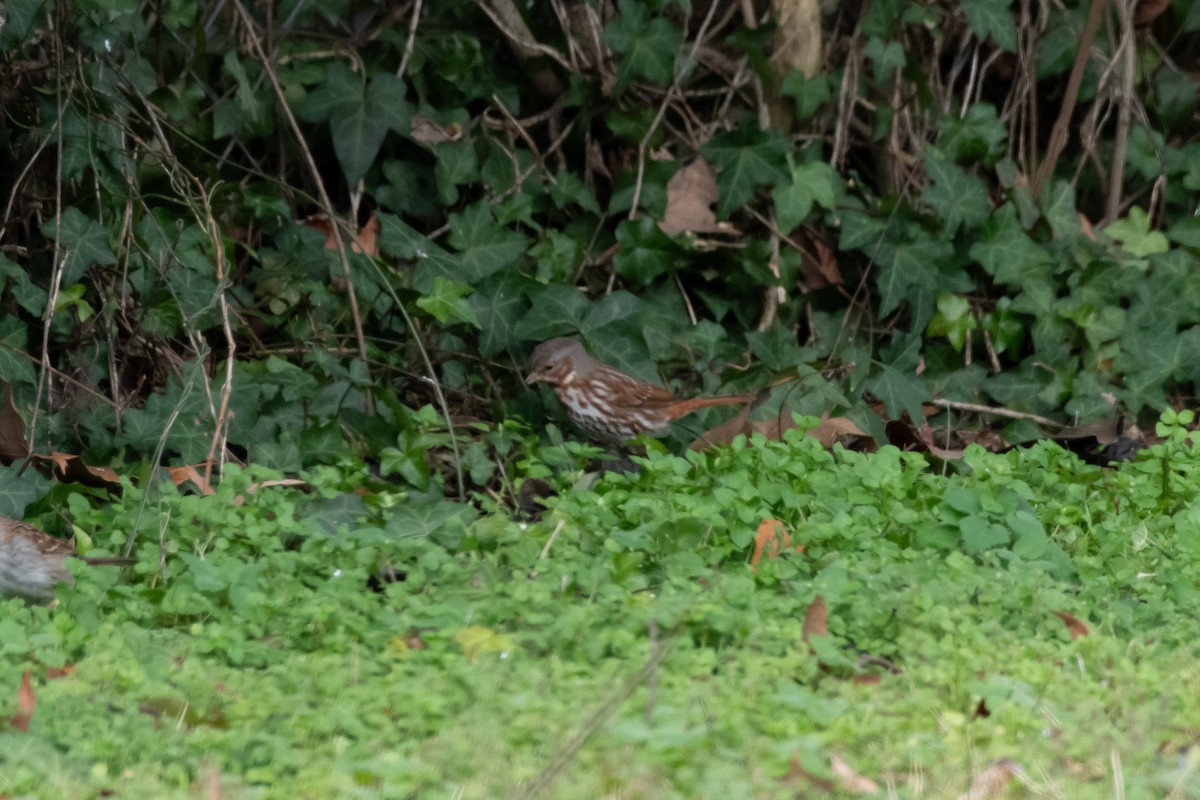 ゴマフスズメ - ML647513730