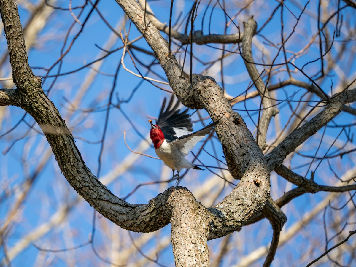 ズアカキツツキ - ML647513731