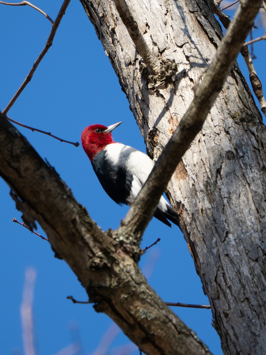 ズアカキツツキ - ML647513734