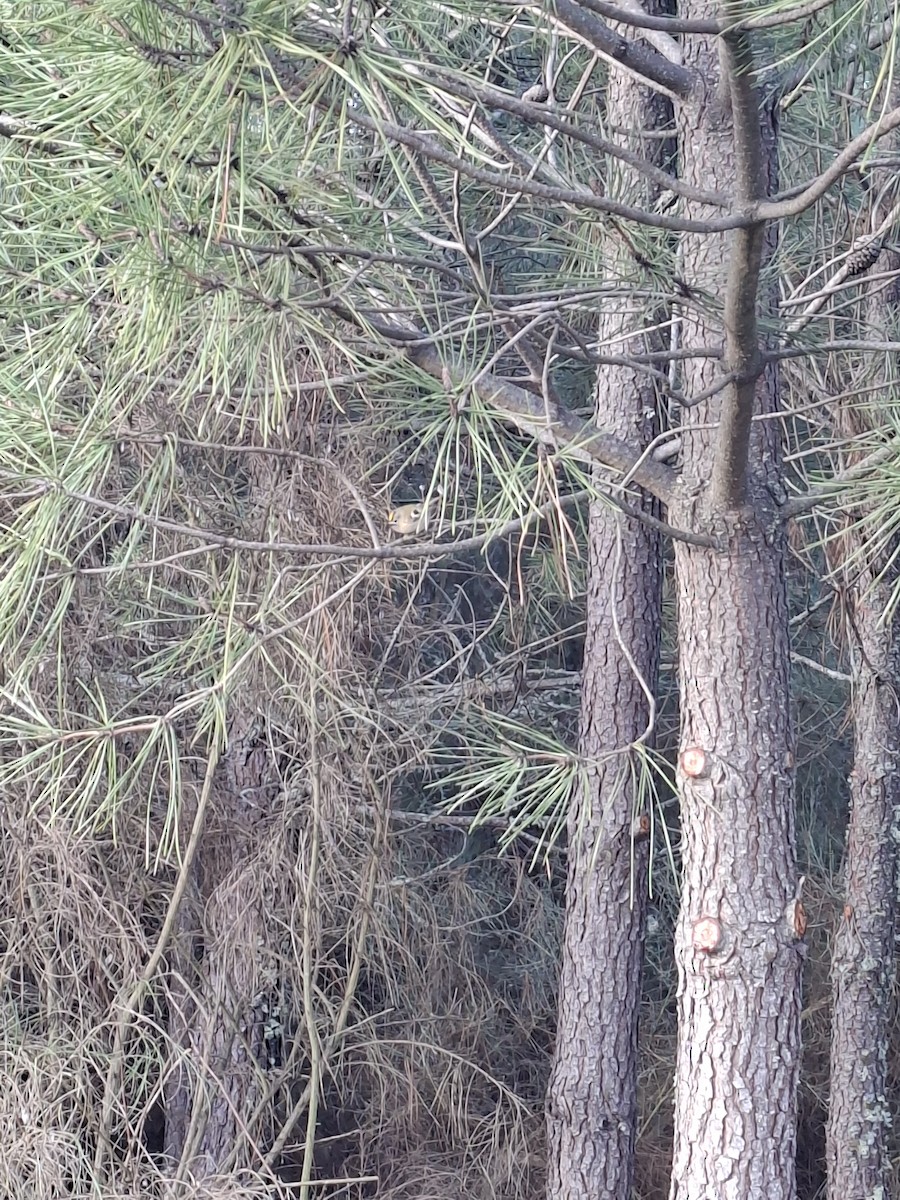 Mendi-erregetxoa - ML647513745